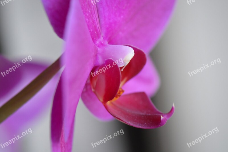 Orchid Flower Nature Free Photos