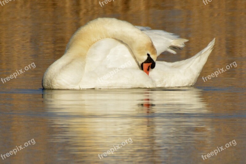 Swan Animal Waterfowl Whooper Swan Swimming