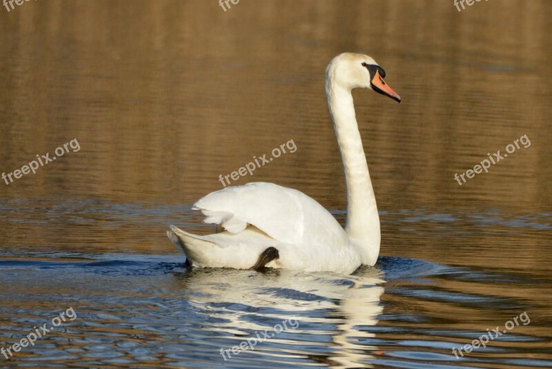 Swan Animal Waterfowl Whooper Swan Swimming