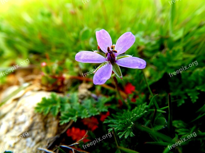 Flower Mov Petals Grass Wild