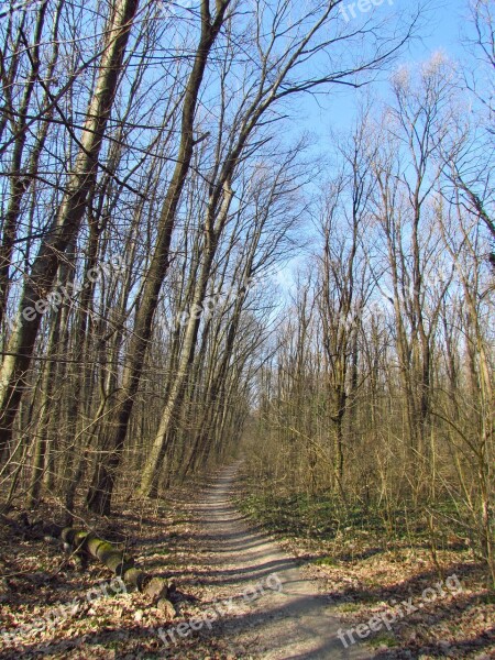 Spring Forest Tour Nature Green