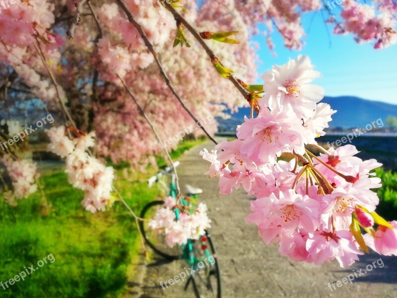 Cherry Blossoms Spring Bike Cherry Tree Free Photos