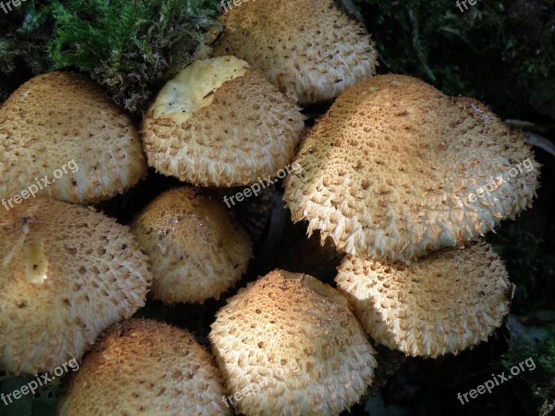 Mushrooms Hats Fungus Fruiting Bodies Free Photos