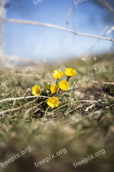 Flowers Tussilago Spring Nature Yellow Flowers