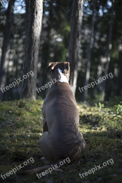 Dog Forest Morning Spring Dream