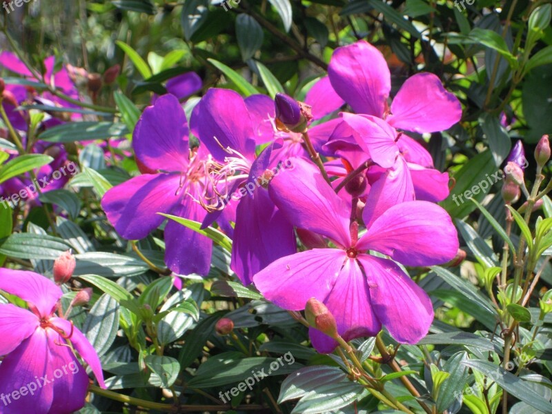 Melastoma Purple Wild Flowers Free Photos