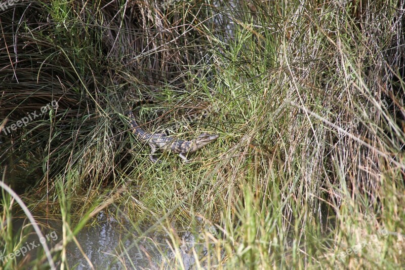 Alligator Swamp Reptile Hatched Nature