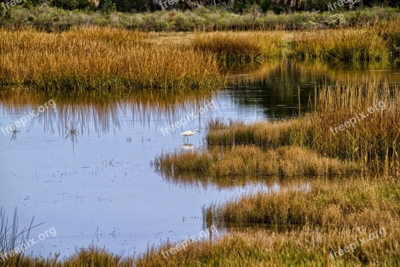 Marsh Egret Bird Nature Swamp