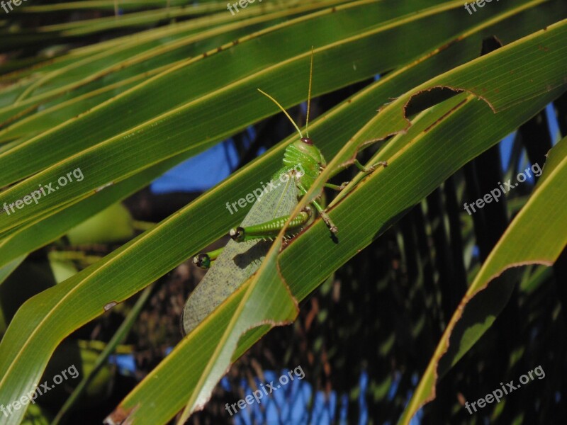 Grasshopper Straw Coconut Tree Nature Free Photos