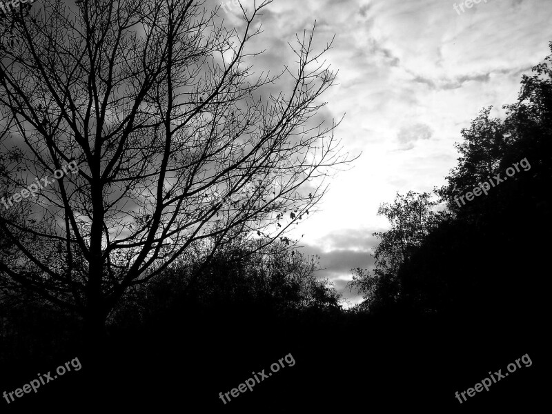 Silhouette Trees Black And White Skies Branches