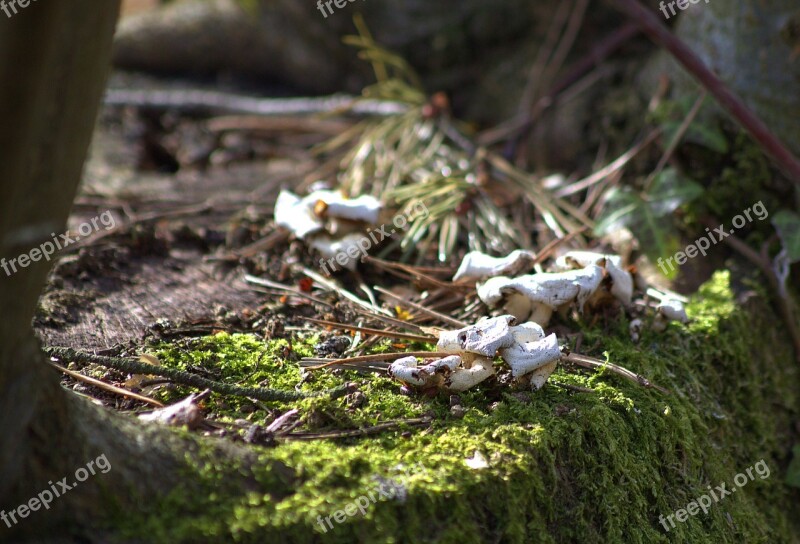 Nature Forest Mushroom Tree Stump Moss