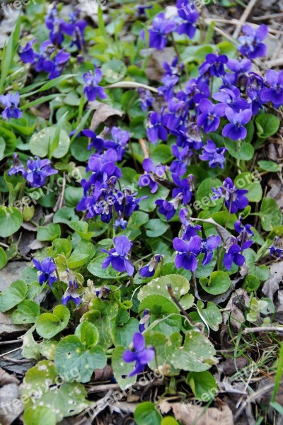 Violets Violet Florets Spring The Vegetation