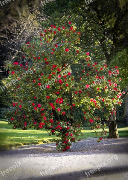 Plant Flowers Nature Plants Green