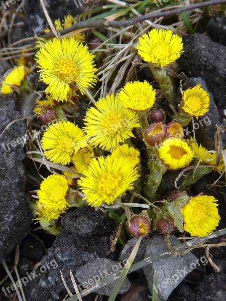 Coltsfoot Spring Yellow Health Herb