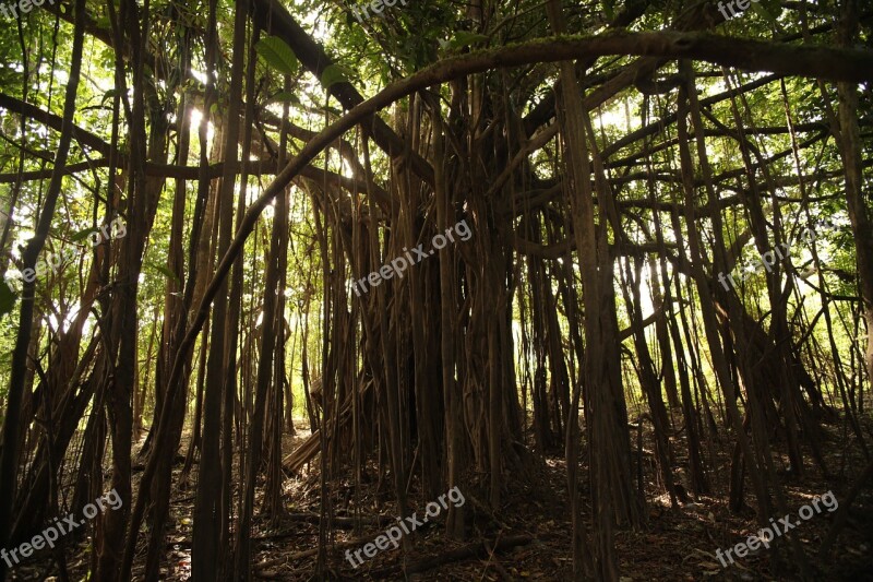 Jungle Selva Amazon Tree Forest