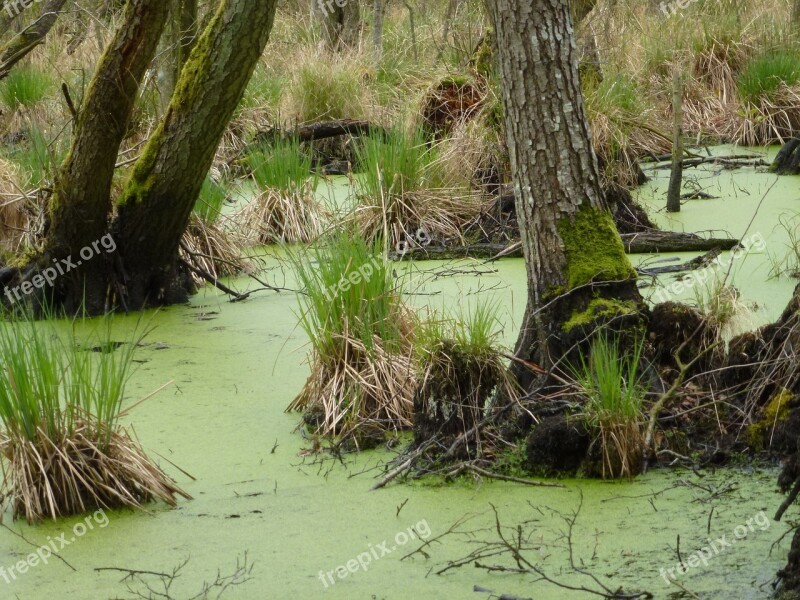 Swamp Haunting Nature Mystical Secret