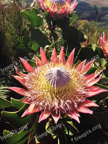 Protea Flower Flora Nature Floral