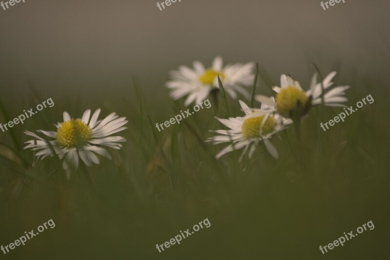 Daisy Flowers Spring Meadow Free Photos