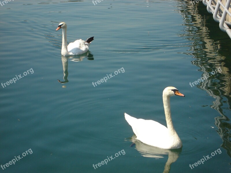 Swans Birds Lake Water Free Photos