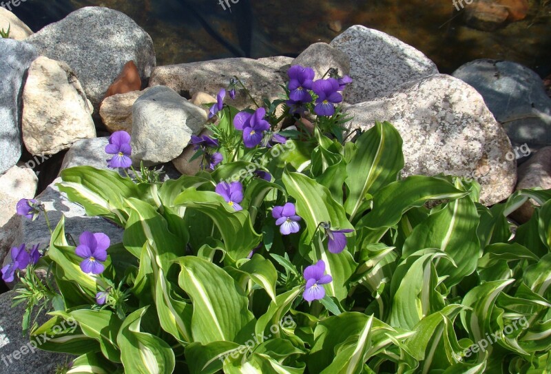 Wild Pansy Funkia Flowers Free Photos