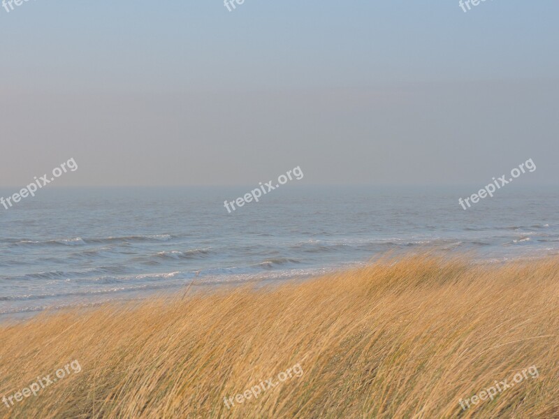 Sea Marram Grass Dune Beach Free Photos