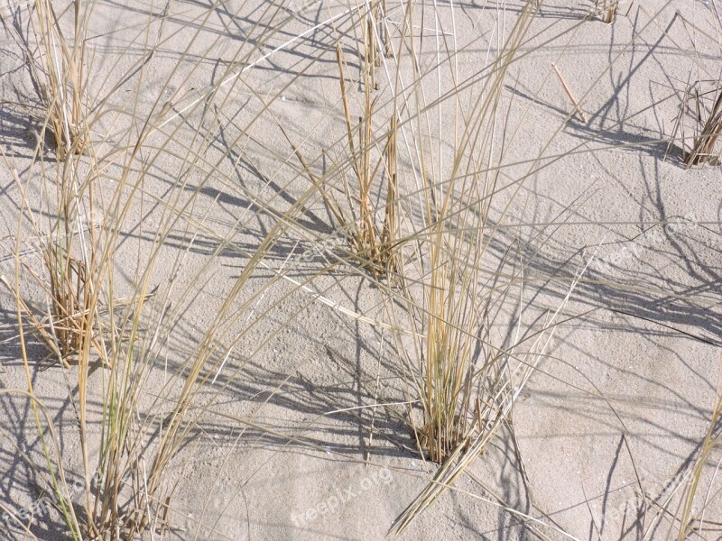 Marram Grass Sand Beach Free Photos