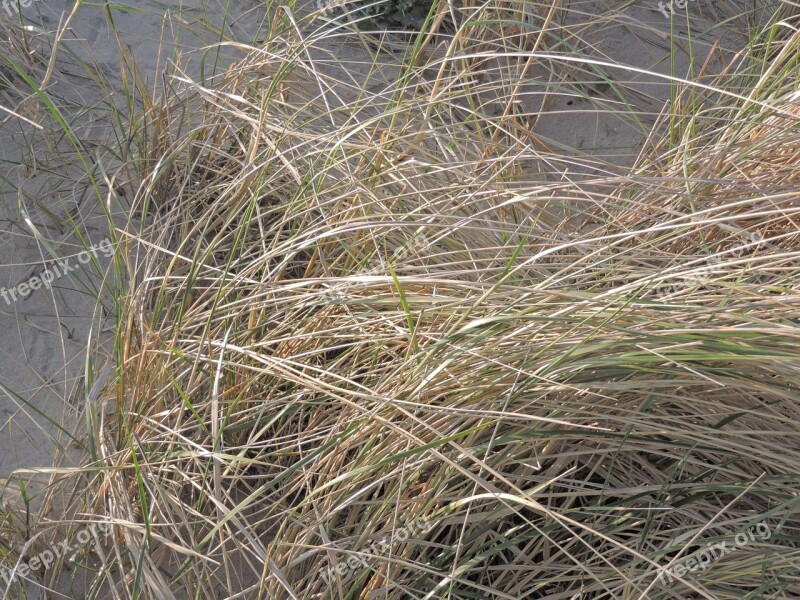 Marram Grass Sand Beach Free Photos