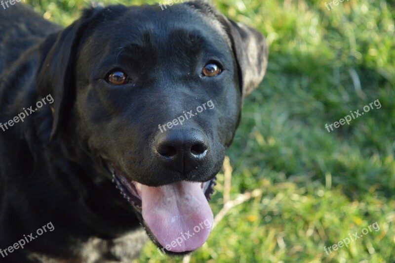 Labrador Dog Loyalty Love Black