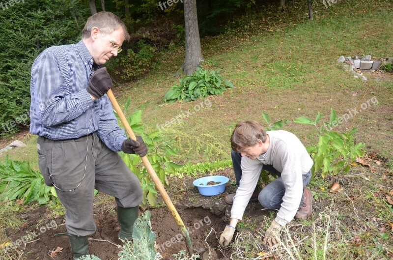 Digging Potatoes Garden Gardening Free Photos