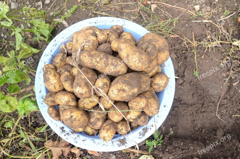 Potatoes Dug Up Soil Food Garden