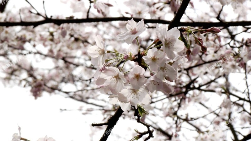 Cherry Blossoms Flower Plant Free Photos