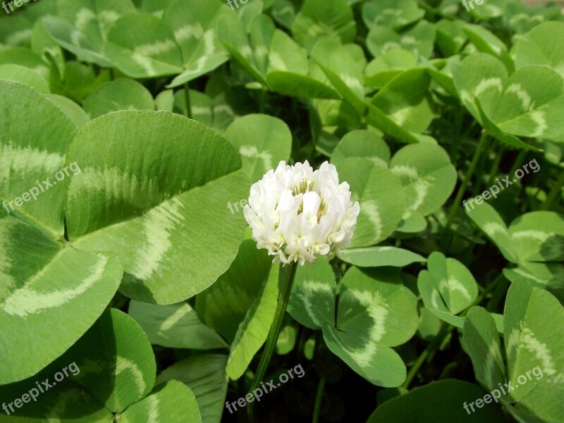 Clover Plant Green Free Photos