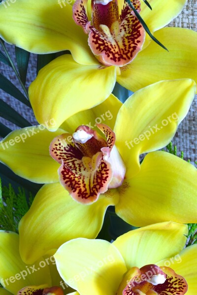 Orchids Flower Flowers Yellow Free Photos