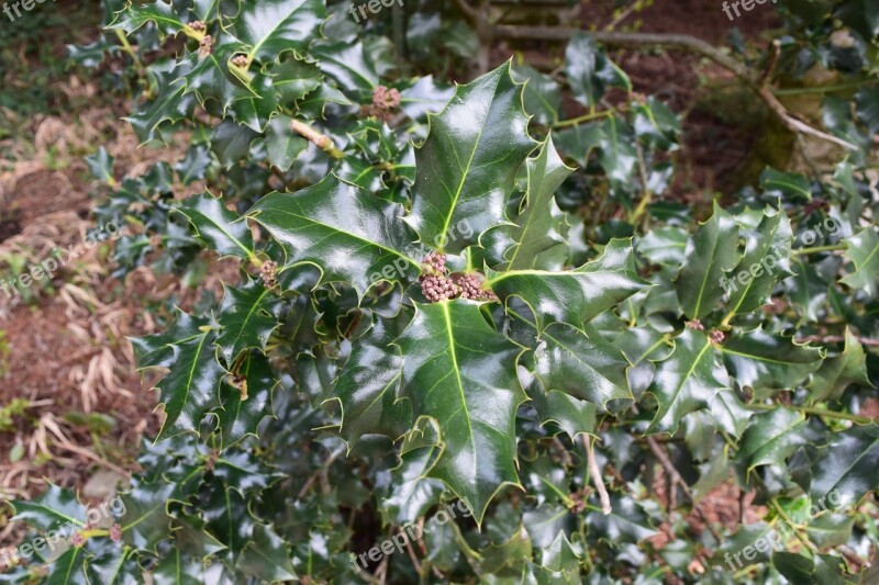 Ilex Spur Leaf Shape Leaf Colors Free Photos