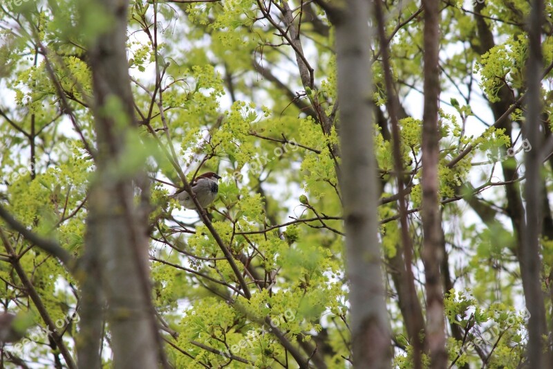 Bird Tree Sit Feather Nature