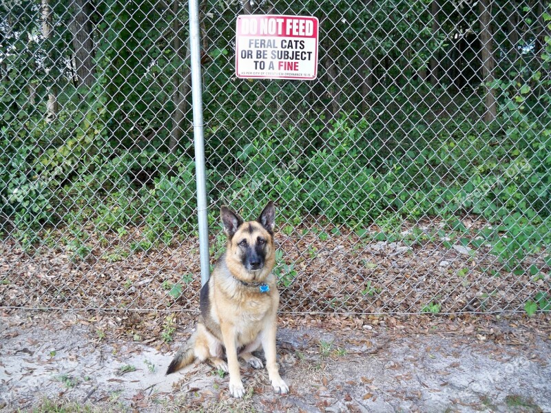 German Shepherd Dog Animals Dog Canine Protect