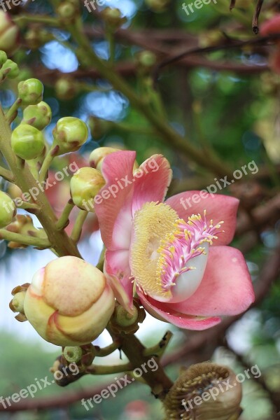 Cannonball Tree Bokeh Daylight Background Asia