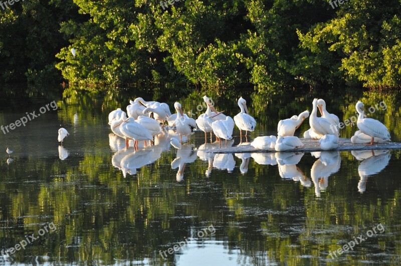 Sanibel Island Pelicans Florida Birds Sanibel