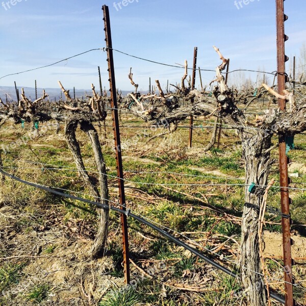 Vines Grapes Agriculture Fruit Nature