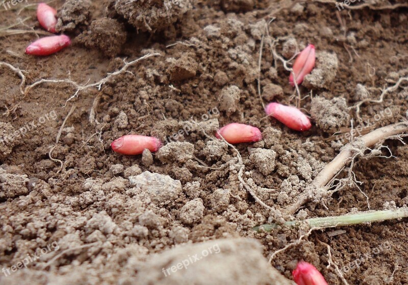 Field Earth Agriculture Ground Fruitful