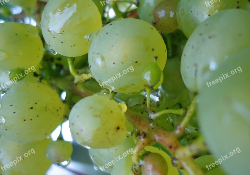 Grapes Fruit White Green Sweet