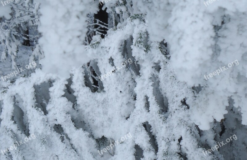 Snow Tree Frost Winter Cold