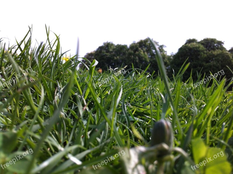 Meadow Ground Close Up Nature Summer