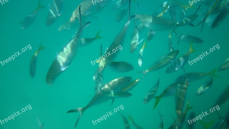 Fish Fishes Clear Water Water Beach