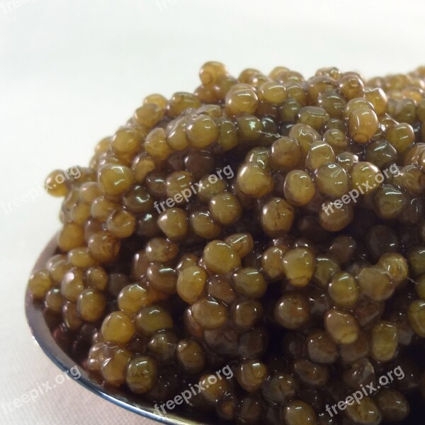 Kulugacaviar Caviar Bestcaviar Free Photos