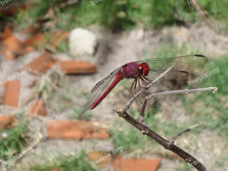 Dragonfly Nature Ziguezigue Free Photos