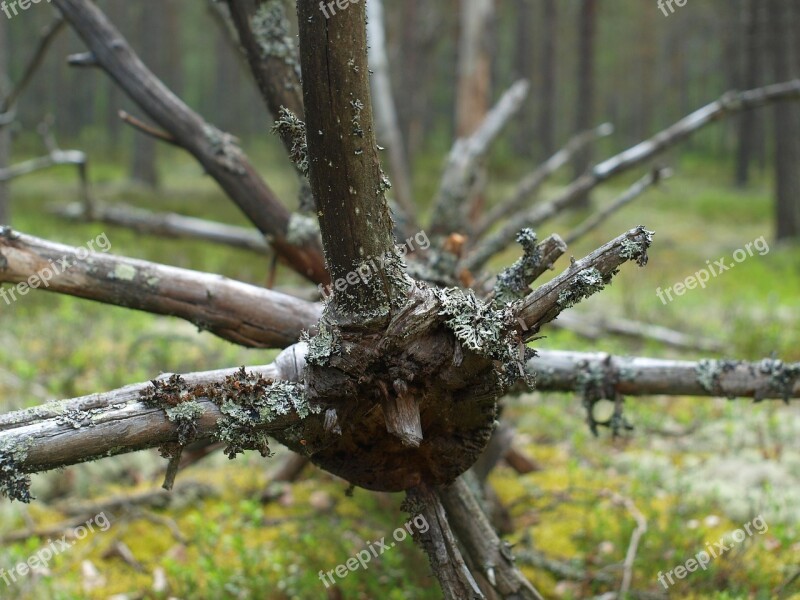 Branches Forest Tree Collection Free Photos