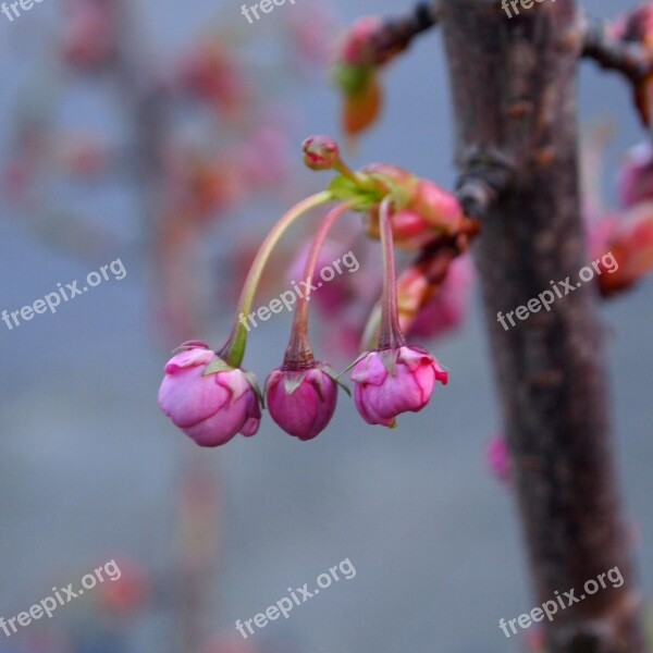 Blossom Flowers Small Hang Prunus