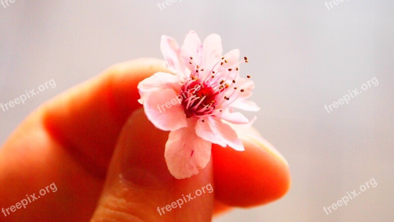 Pink Flower Small Spring Bloom Time