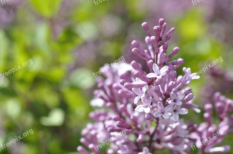 Lilac Blossom Bloom Purple Bloom